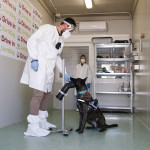 l’addestramento della cagnolina Roma con il portatore Massimiliano Macera