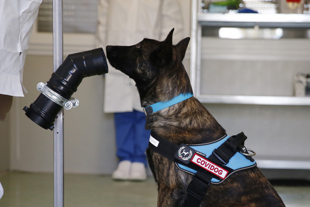 Galleria foto 'Al Campus Biomedico di Roma l’addestramento dei cani anti-Covid – FOTOGALLERY' - foto 8
