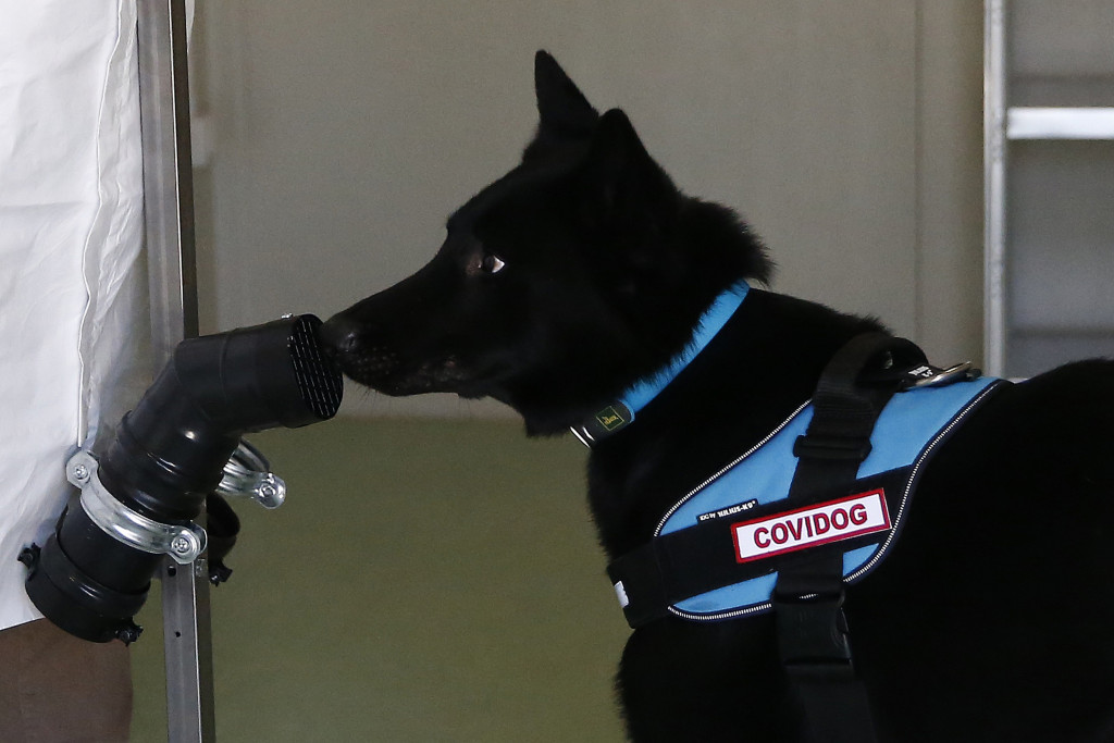 Galleria foto 'Al Campus Biomedico di Roma l’addestramento dei cani anti-Covid – FOTOGALLERY' - foto 7