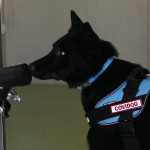 Addestramento dei Covid Dog al Campus Biomedico