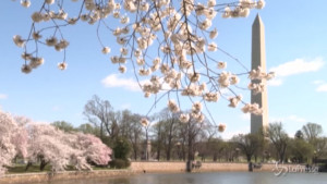 Ciliegi in fiore a Washington