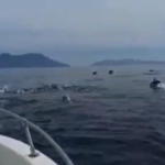 Filicudi, un branco di delfini al largo delle Eolie incanta il web