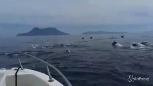 delfini al largo delle Eolie incanta il web