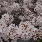 Giappone, gli abitanti di Tokyo si godono lo spettacolo dei ciliegi in fiore