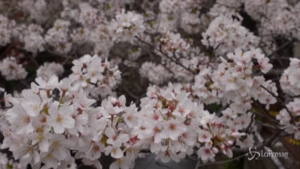 Spettacolo dei ciliegi in fiore in Giappone