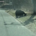 Usa, mamma orsa attraversa con i cuccioli: traffico in tilt in Connecticut