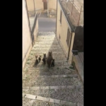 Quattro cuccioli di orsa nel Parco nazionale d’Abruzzo: “Ormai sono adulti, appello alla prudenza”