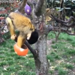 Londra, i volontari del Zsl Zoo intrattengono gli animali con ‘uova di pasqua’