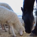Pasqua, al ‘Capra libera tutti’ gli agnelli salvati dal macello