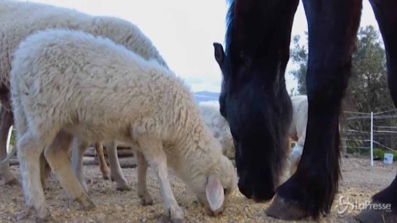 Pasqua, al ‘Capra libera tutti’ gli agnelli salvati dal macello Pasqua, al ‘Capra libera tutti’ gli agnelli salvati dal macello