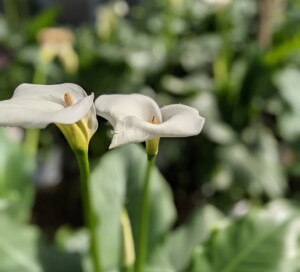 Calla, fiore Zantedeschia aethiopica