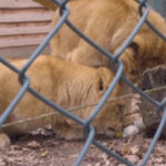 Pasqua, scorpacciata di uova di cigno per i piccoli leoni dello zoo di Arnhem