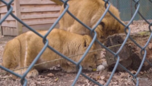 Leoni dello zoo di Arnhem