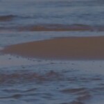 Ambiente, sulla costa Abruzzese comparsi i primi nidi di fratino