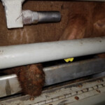 Nuova inchiesta agnelli dall’Est Europa: migliaia di cuccioli nei macelli italiani