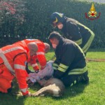 Asti, capriolo intrappolato nel cortile di una casa: i vigili del fuoco lo salvano