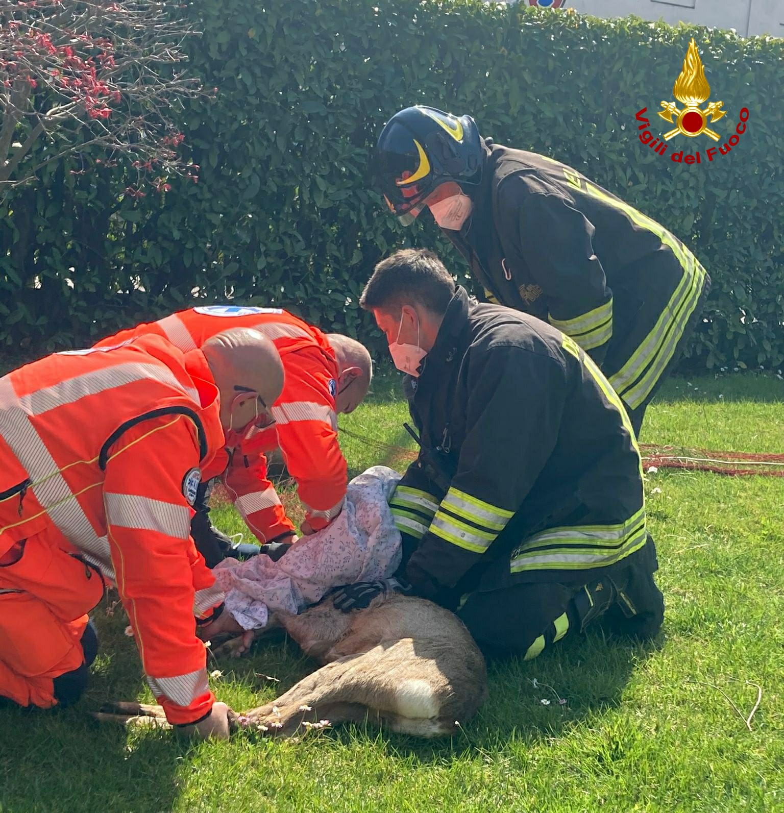 Asti, capriolo intrappolato nel cortile di una casa: i vigili del fuoco lo salvano