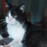 Torino, Vigili del Fuoco salvano gatto incastrato in una tubatura