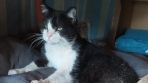 gatto incastrato in una tubatura