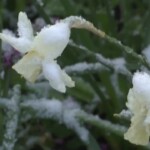 Maltempo, la neve a Bruxelles imbianca i primi fiori sbocciati