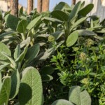 In Viaggio con le Aromatiche