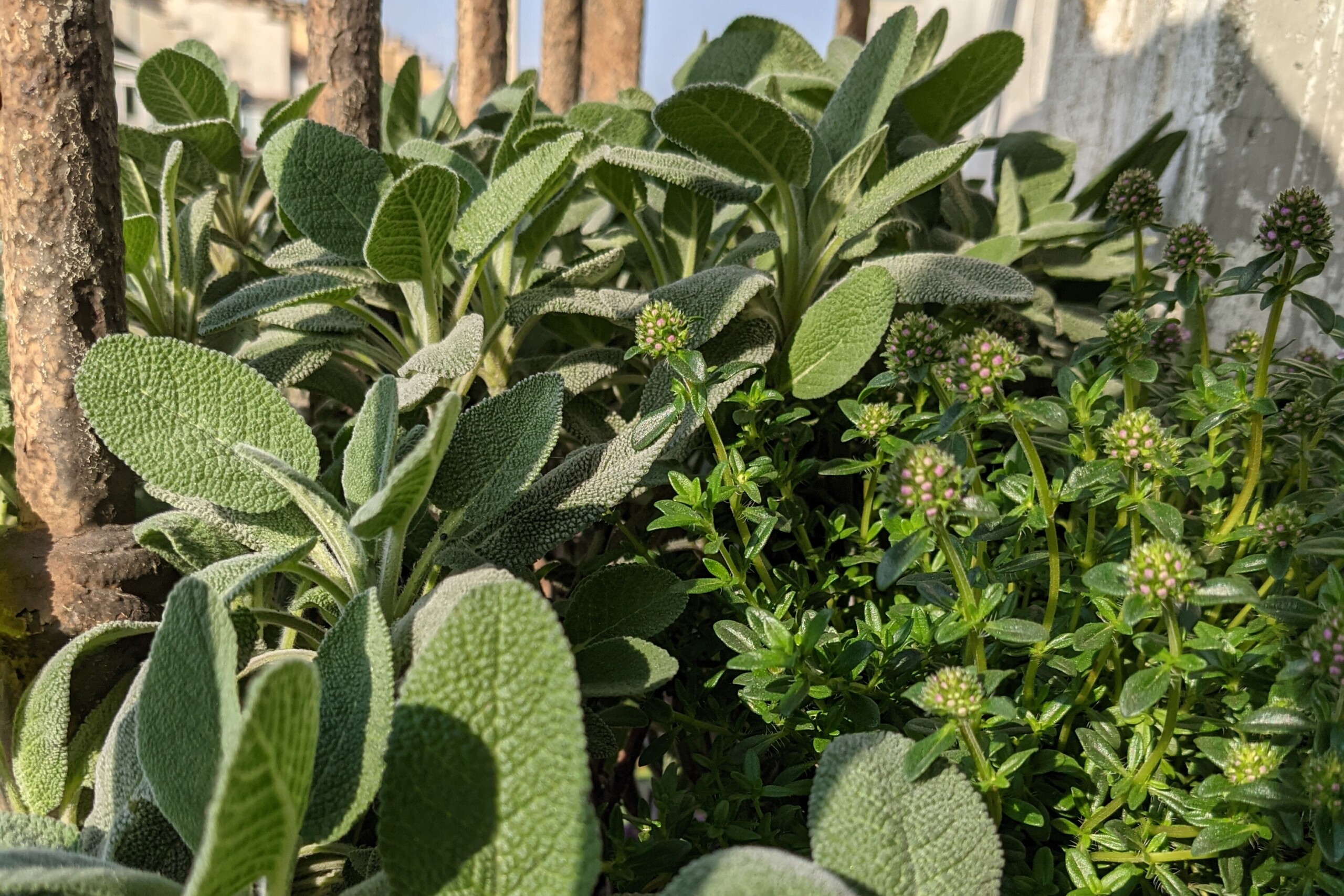 In Viaggio con le Aromatiche