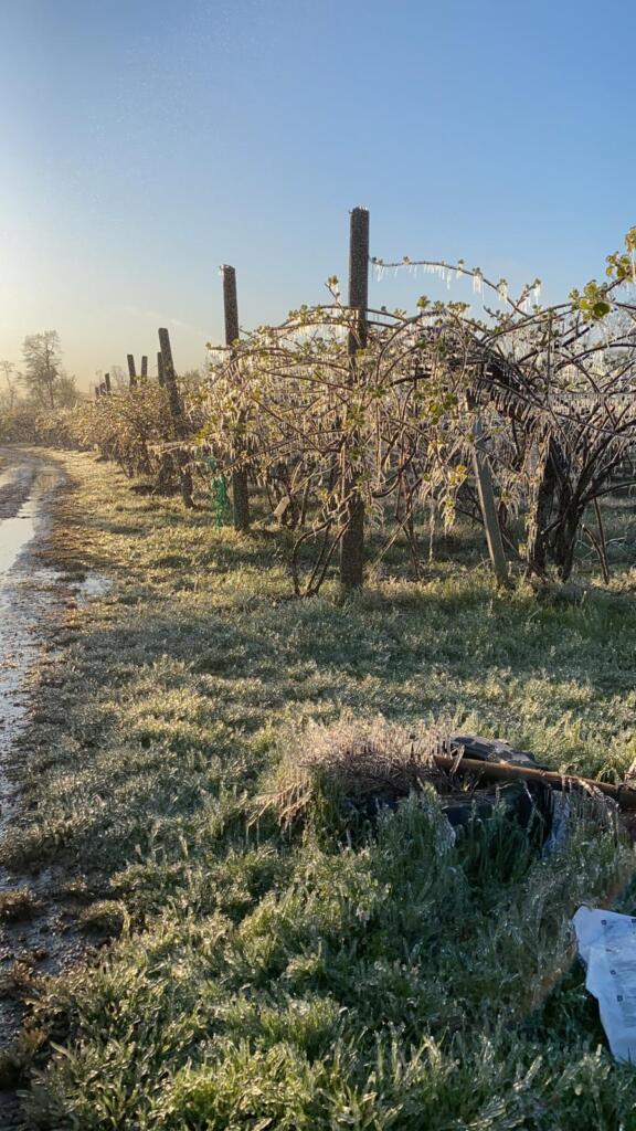 Galleria foto 'Gelate tardive, gravi danni all’agricoltura – GALLERY' - foto 6
