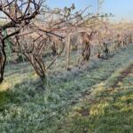 Frutteti gelati in Piemonte