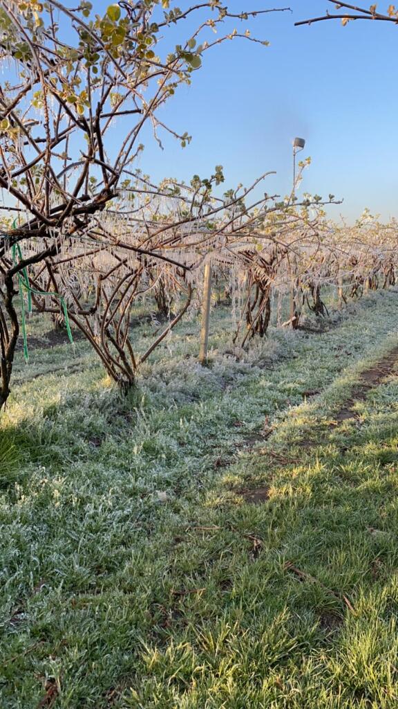 Galleria foto 'Gelate tardive, gravi danni all’agricoltura – GALLERY' - foto 5