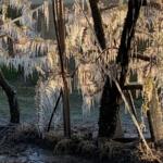 Peschi gelati in Piemonte