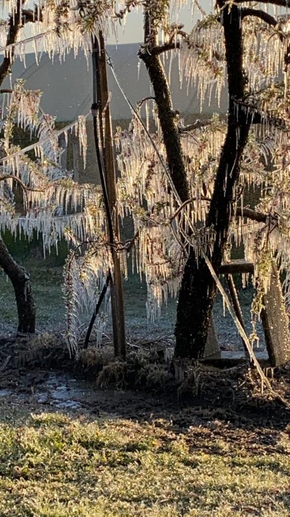 Galleria foto 'Gelate tardive, gravi danni all’agricoltura – GALLERY' - foto 2