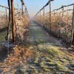 Frutteti gelati in Piemonte