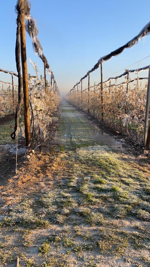 Galleria foto 'Gelate tardive, gravi danni all’agricoltura – GALLERY' - foto 4