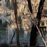 Gelate tardive, gravi danni all’agricoltura – GALLERY