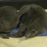 Usa, nati quattro piccoli pinguini di Humboldt in uno zoo dell’Illinois