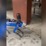 New York, il cane-robot della polizia fa impazzire i social