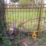 Vercelli, capriolo incastrato in un cancello: salvato dai vigili del fuoco