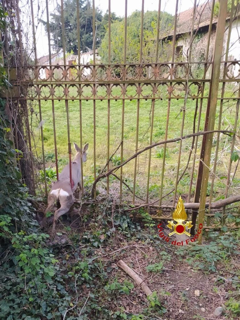 Vercelli, capriolo incastrato in un cancello: salvato dai vigili del fuoco