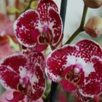 L’orchidea ovvero come descrivere un amore