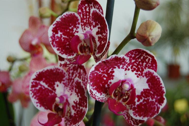 Orchidea Phalaenopsis