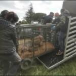 Viterbo, sequestrati dai carabinieri 23 lupi selvatici e ibridi lupo-cane