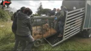 23 lupi selvatici e ibridi lupo-cane