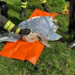 Torino, Vigili del Fuoco salvano cane in difficoltà in un torrente