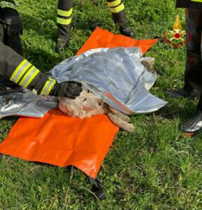 Vigili del Fuoco salvano cane in difficoltà in un torrente