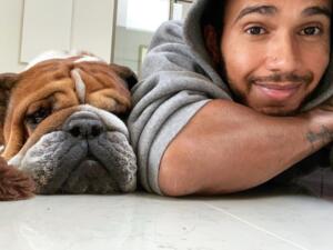 Lewis Hamilton e Roscoe, un bulldog inglese