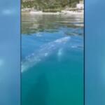 Una balena grigia avvistata nel golfo di Napoli