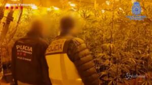 bande del narcotraffico