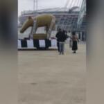 Superlega, dopo il flop arriva il Tapiro d’Oro gigante alla Juve