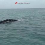 Balena grigia avvistata vicino al porto di Fiumicino
