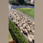 In Abruzzo riparte la transumanza, un imponente gregge attraversa la strada comunale